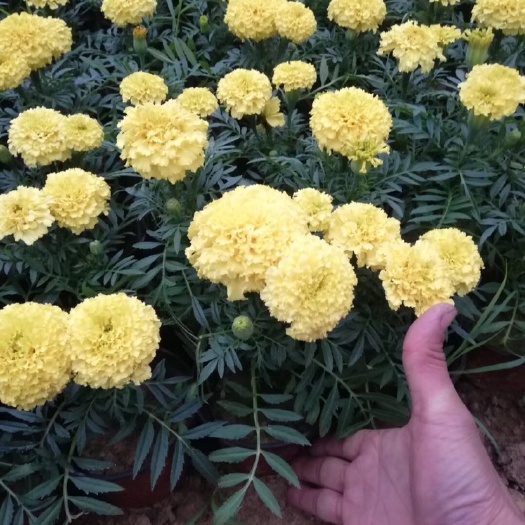 青州市万寿菊苗