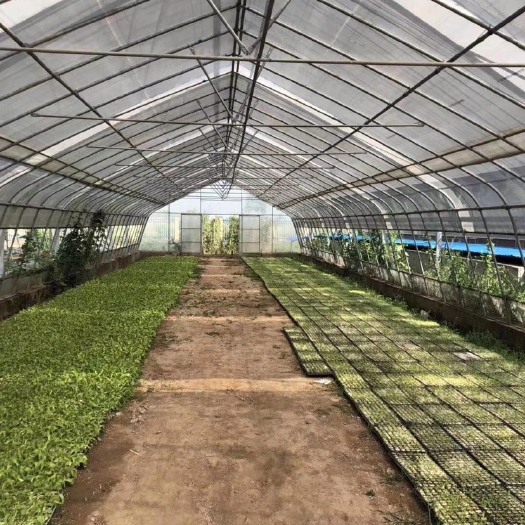 天津蔬菜大棚 大棚厂家直销