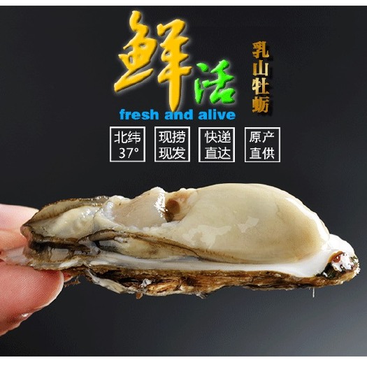 乳山市 正宗乳山牡蛎，假一罚万，养殖场现捞现发，对接电商平台社区团购