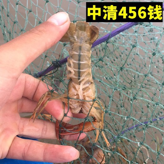 公安县潜江小龙虾 鲜活好龙虾，诚信经营，争做行业标杆