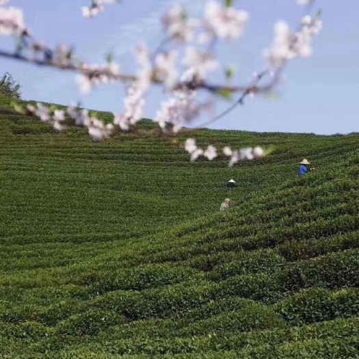 杭州龙井茶 一级 散装