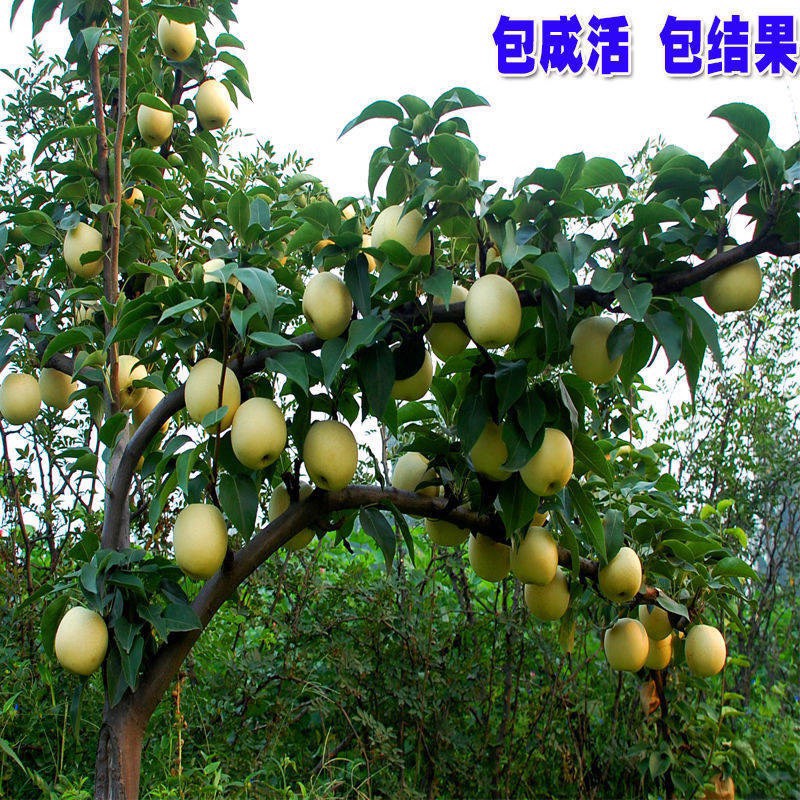 梨树哪里招工人找兼职须知