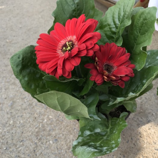 青州市非洲菊 青州非洲菊基地