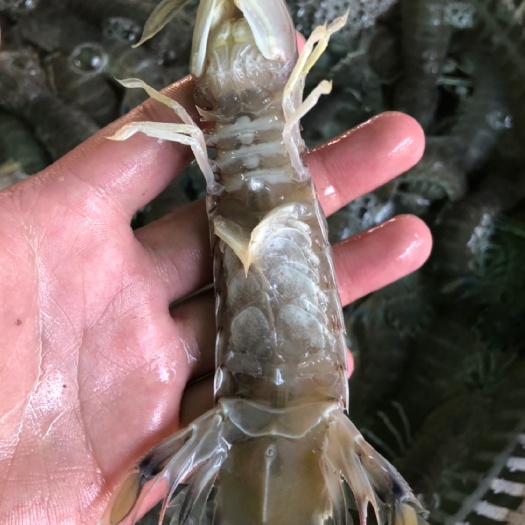 连云港包肥特大鲜活蒸熟皮皮虾濑尿虾琵琶虾新鲜鲜活虾爬子活虾虾婆海鲜