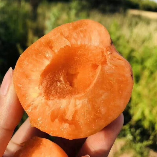 陕西精品丰源红杏金太阳杏大量上市，酸甜可口，产地直发