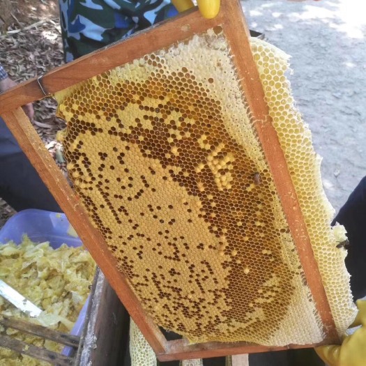 高州市 自家蜂蜜荔枝蜜龙眼蜜冬蜜
