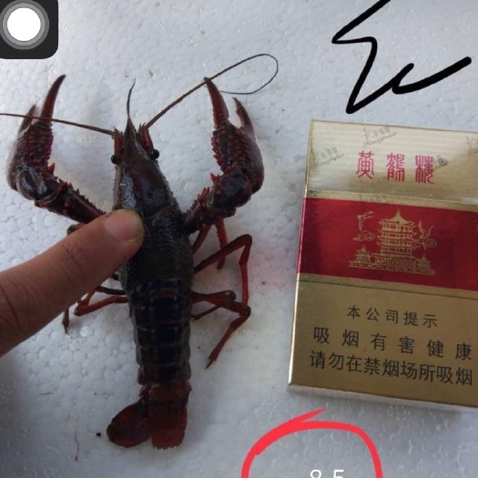 潜江市 百亩虾蛄小龙虾精养，规格好  底板干净肉质饱满
需要的