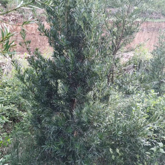 象州县 各种规格罗汉松
