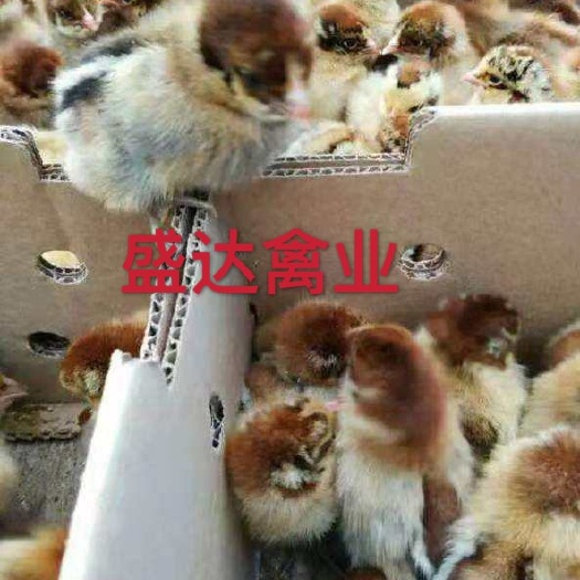 祁东县血毛土鸡苗 大种血毛土鸡