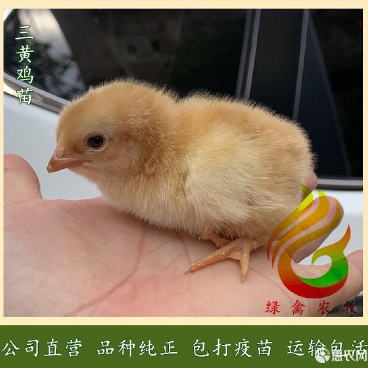 广州 三黄鸡苗-广西黄土1.5母苗-黄土鸡项苗-100天3.5斤