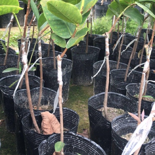 普宁市 黑金刚莲雾苗嫁接大叶红莲雾树苗香水巴掌苗盆地栽莲雾果树苗