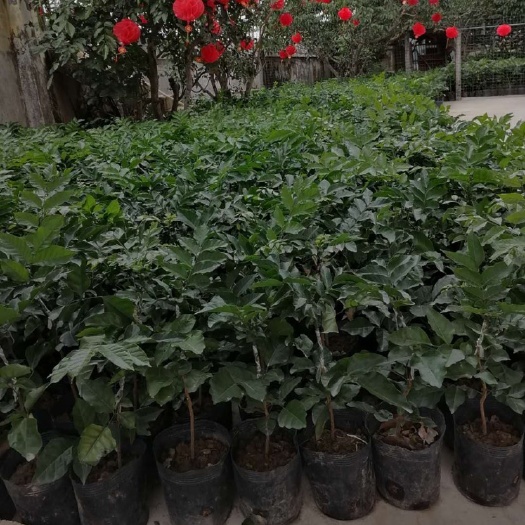 廉江市贵妃芒果苗  廉江上村尾正宗贵妃黄皮特亮果苗