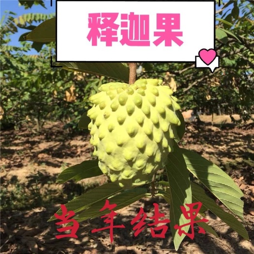 释迦果苗 释迦果树苗！当您结果，高产，易种植！