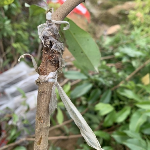 灵山县 新品种仙进奉荔枝苗