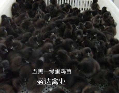 衡东县 五黑一绿蛋鸡苗 包打疫苗 绿壳绿95% 质量保证。
