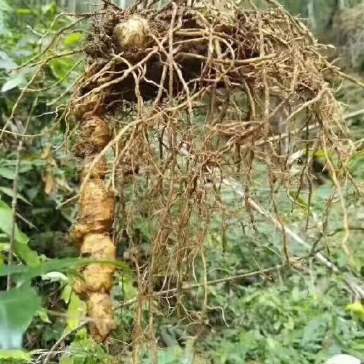 和平县 粤北黄精