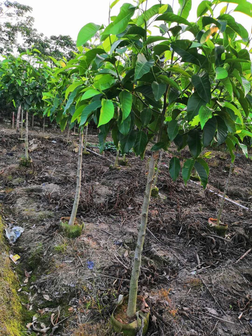 白玉兰苗 白玉兰3公分袋苗肉质根花量大叶宽大而繁茂 生长迅速