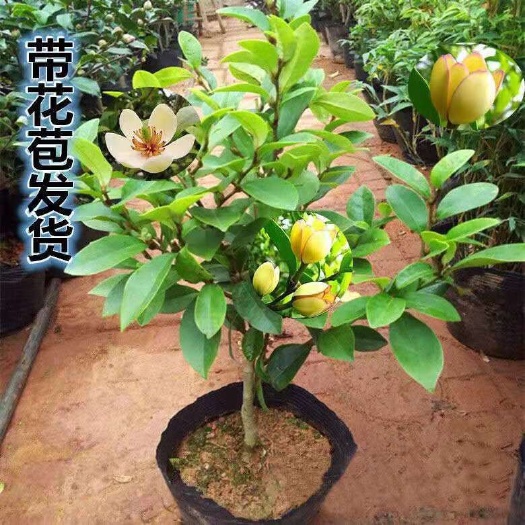 沭阳县 含笑花苗盆栽含笑花苗四季开花，含笑浓香花卉芳香植物带花苞货