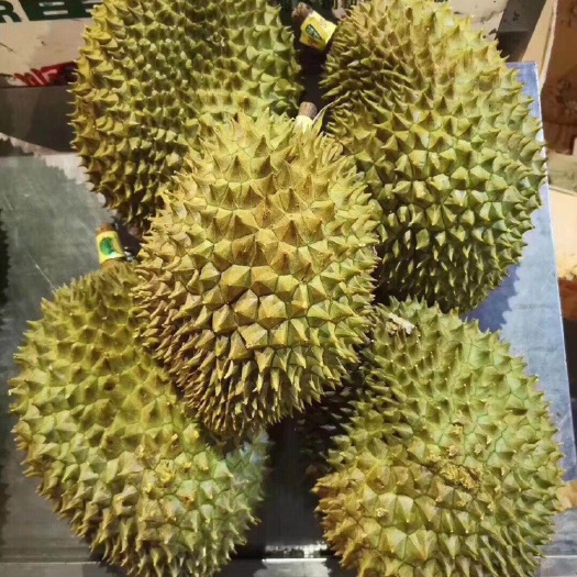 青岛泰国金枕榴莲 长期批发泰国金枕