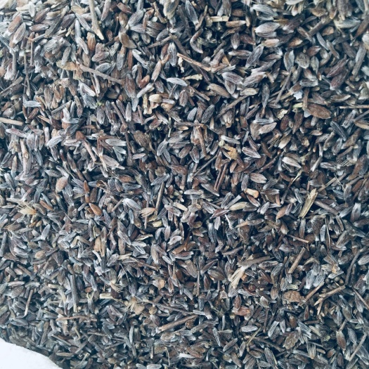 商洛北苍术  苍术种子