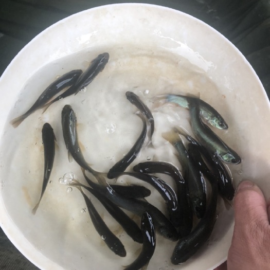 广州丁桂鱼苗