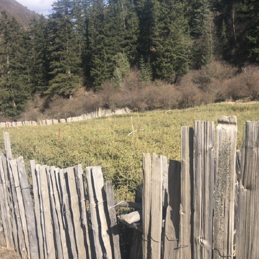 迭部县甘肃云杉 低价出售树苗