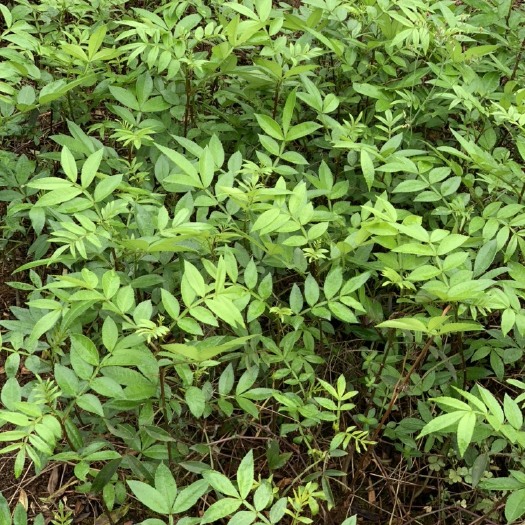 重庆市 天之椒九叶青花椒苗