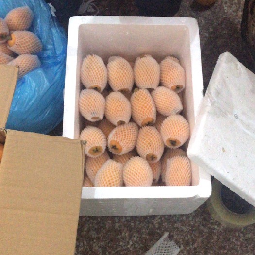 福清市早钟六号枇杷 1两以上