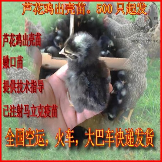 广州 芦花鸡苗 黑芦花 白芦花 金芦花 小种 大种 提供养殖技术