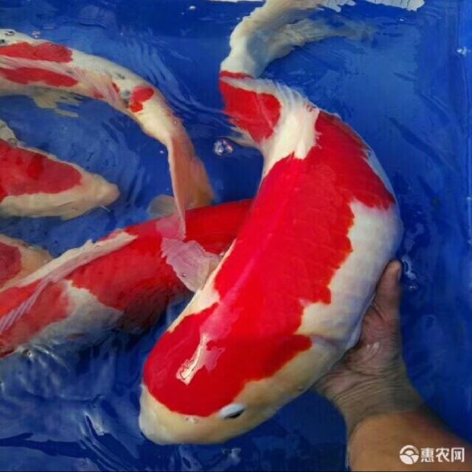 广州日本锦鲤