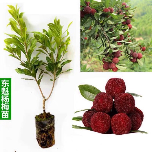 灵山县东魁杨梅树苗