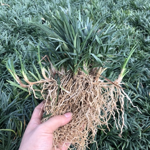佛山 玉龙草 麦冬草苗 日本矮麦冬草 四季常青庭院别墅小区绿化苗