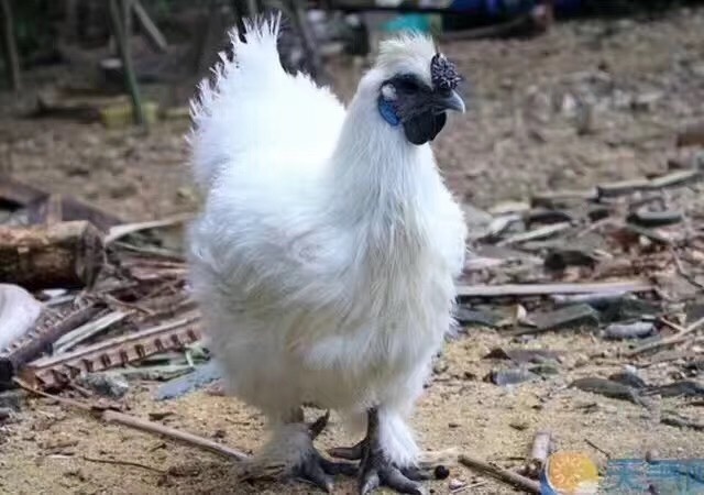 南宁 竹丝鸡鸡苗、厂家直销