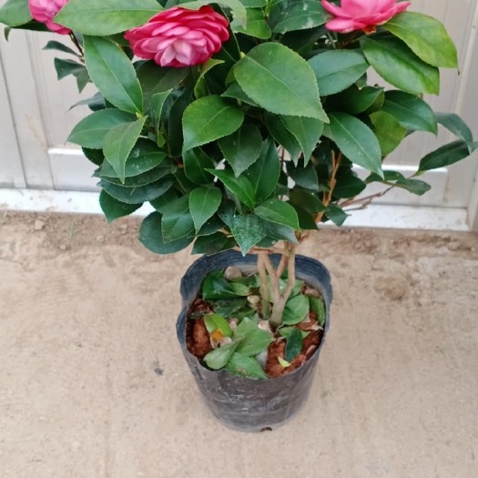  茶花！千层花蕊，赤丹！卡通形花卉组合齐浩南