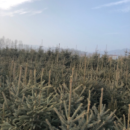 康乐县 甘肃云杉