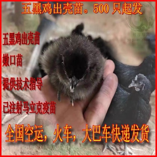广州 ，绿壳蛋鸡苗，绿壳率高达95%年产260枚，五黑一绿