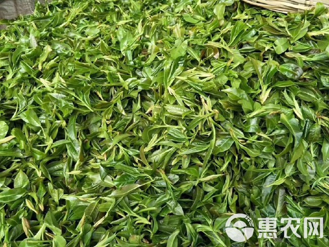 野生红茶 一山一茶一文化，合壹茶，品出你的人生