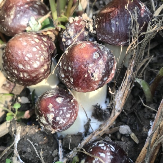 修文县 贵州山区高海拔A级赤松茸天然无公害绿色食品.24小时发货