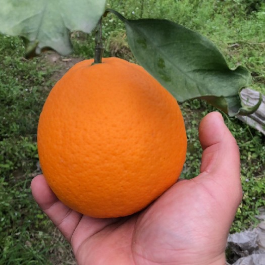 蒲江县青见柑桔 青见 非耙耙桉 非不知火