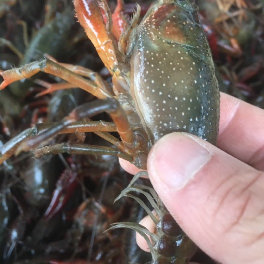 公安县青红虾 5-7钱 湖虾