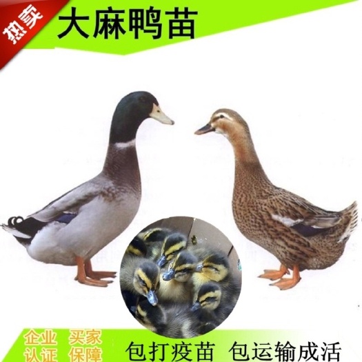 麻鸭苗。包打疫苗,一手货源,厂家直销
