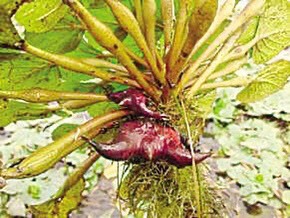 沭阳县菱角
