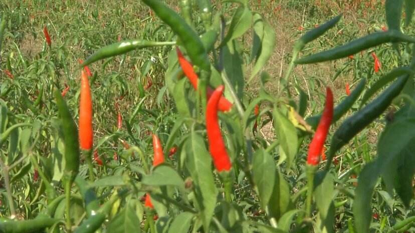 德江县二荆条辣椒 5~10cm 中辣 红色