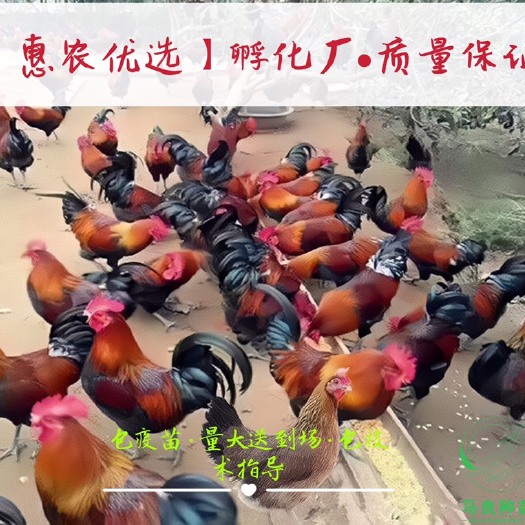 南宁血毛土鸡苗 出厂包注射马力克疫苗运输死包赔包技术指导