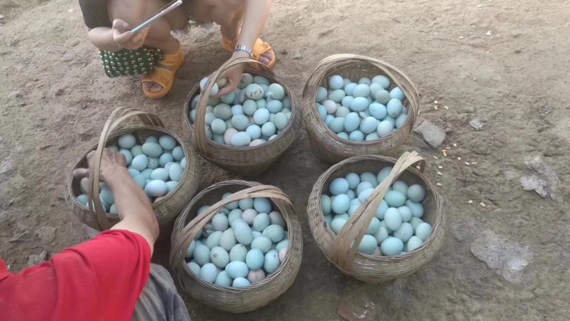 广元绿壳鸡蛋 食用 箱装