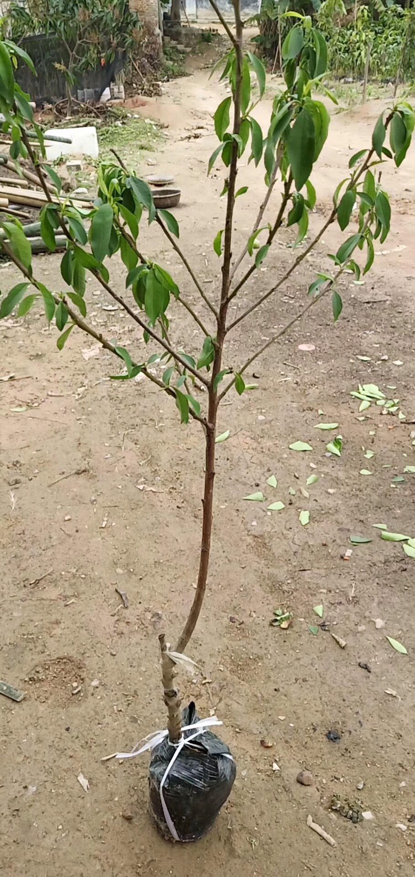 嫁接桃树苗 脆甜水蜜桃嫁接果苗地直供带土24小时包邮发货