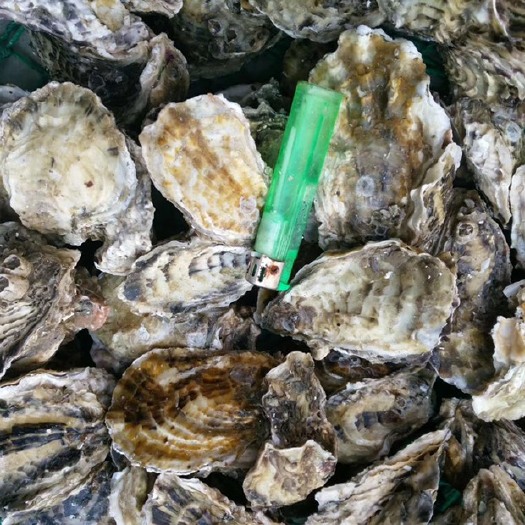青岛 鲜活全壳牡蛎生蚝海蛎子 现捞现发 产地直供 量大优惠