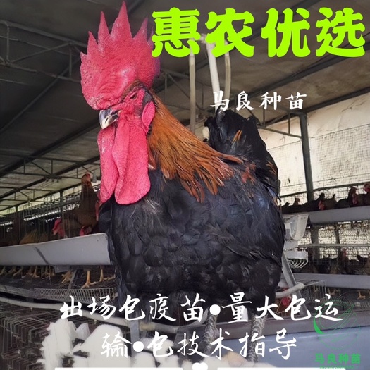南宁黑土2号鸡苗 黑土鸡出壳苗 出场包疫苗运输死包赔 包技术指导