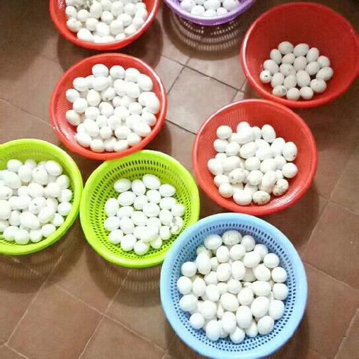 连江县 信鸽蛋批发