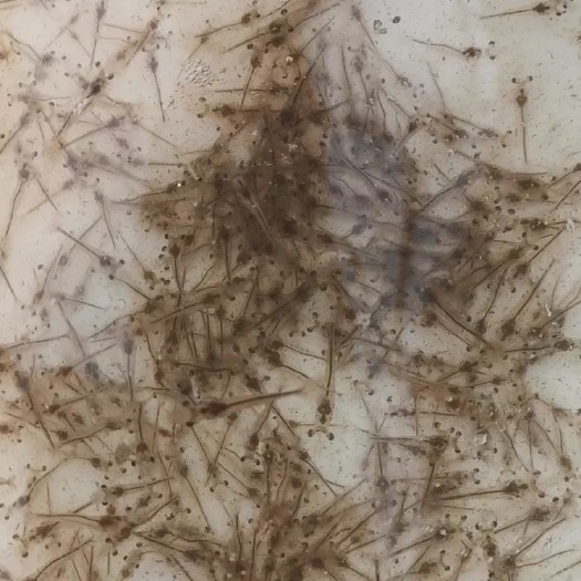 钦州 优质淡水虾苗、白虾苗、淡化标粗苗，提供技术指导